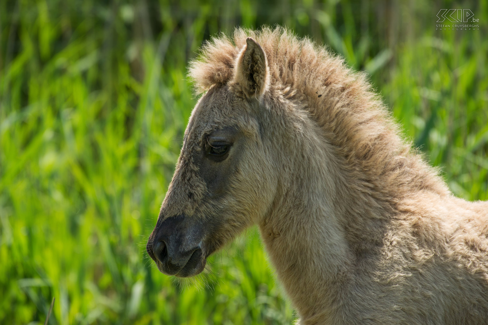 Konik horses - Oostvaardersplassen The Oostvaardersplassen in Flevoland is the largest national park in the Netherlands. It is a large wetland with reed plains, rough grassland and ponds that attracks thousands of birds such as geese, spoonbills, cormorants, herons, .... 25 years ago they introduced some deer, Heck cattle and Konik horses. Now there live about 1,000 wild horses, the largest population in Europe. The Konik is originally a Polish and Belarusian small wild horse. They live in large groups with many foals and there is often a lot of interaction and even fights. It is fantastic to spend some time between the horses. Stefan Cruysberghs